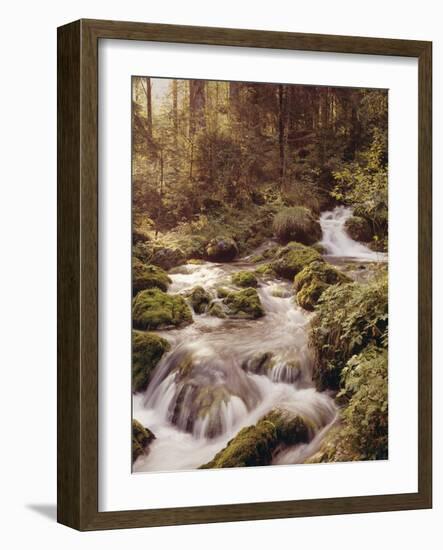 Forest, Brook, Headwaters-Thonig-Framed Photographic Print