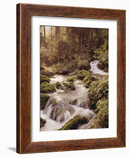 Forest, Brook, Headwaters-Thonig-Framed Photographic Print