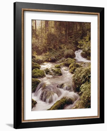 Forest, Brook, Headwaters-Thonig-Framed Photographic Print