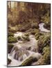 Forest, Brook, Headwaters-Thonig-Mounted Photographic Print
