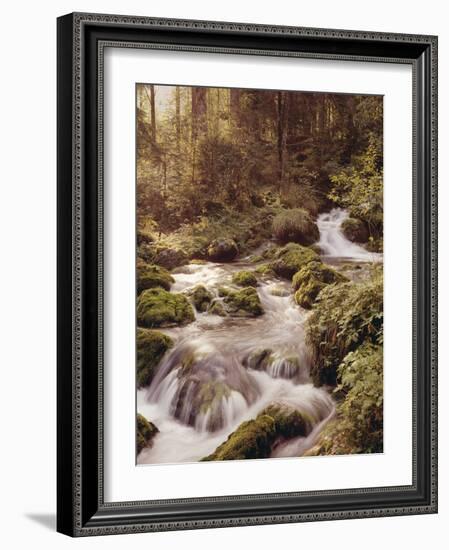 Forest, Brook, Headwaters-Thonig-Framed Photographic Print