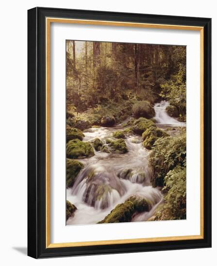 Forest, Brook, Headwaters-Thonig-Framed Photographic Print