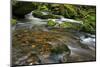 Forest brook, Schiessendumpel, Mullerthal, Luxembourg, Europe-Hans-Peter Merten-Mounted Photographic Print