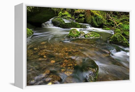 Forest brook, Schiessendumpel, Mullerthal, Luxembourg, Europe-Hans-Peter Merten-Framed Premier Image Canvas