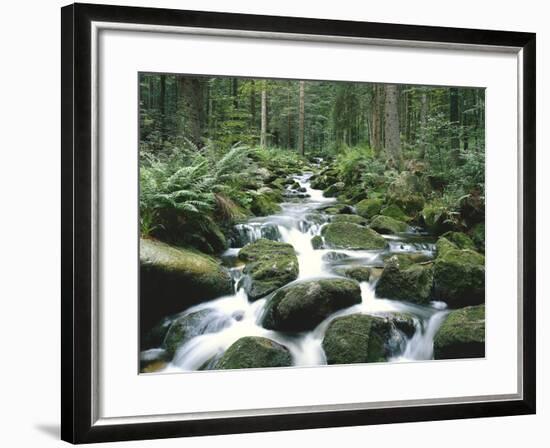 Forest, Brook, Stones, Moss-Thonig-Framed Photographic Print