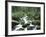 Forest, Brook, Stones, Moss-Thonig-Framed Photographic Print