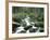 Forest, Brook, Stones, Moss-Thonig-Framed Photographic Print