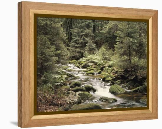 Forest, Brook, Summer-Thonig-Framed Premier Image Canvas