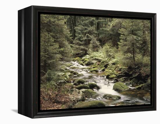 Forest, Brook, Summer-Thonig-Framed Premier Image Canvas