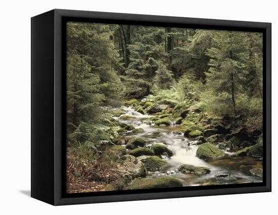 Forest, Brook, Summer-Thonig-Framed Premier Image Canvas