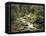 Forest, Brook, Summer-Thonig-Framed Premier Image Canvas