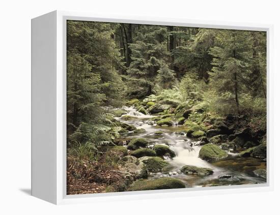 Forest, Brook, Summer-Thonig-Framed Premier Image Canvas