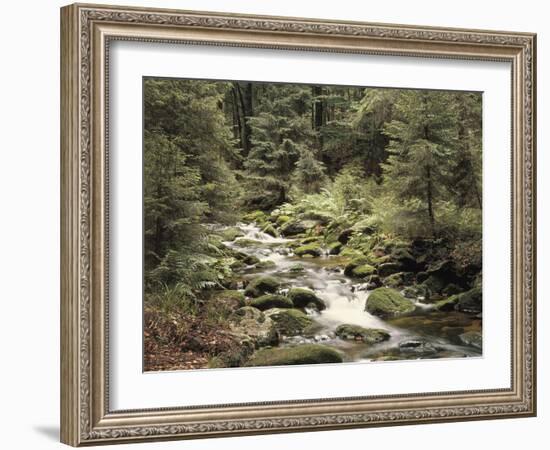 Forest, Brook, Summer-Thonig-Framed Photographic Print