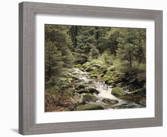 Forest, Brook, Summer-Thonig-Framed Photographic Print