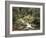 Forest, Brook, Summer-Thonig-Framed Photographic Print