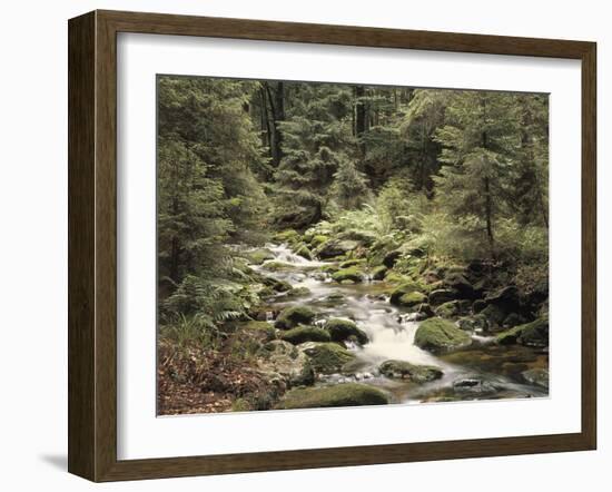 Forest, Brook, Summer-Thonig-Framed Photographic Print