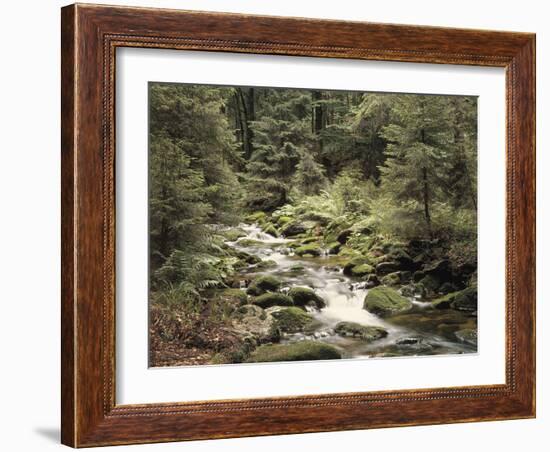 Forest, Brook, Summer-Thonig-Framed Photographic Print