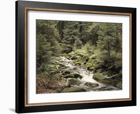 Forest, Brook, Summer-Thonig-Framed Photographic Print