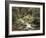 Forest, Brook, Summer-Thonig-Framed Photographic Print