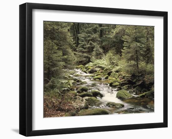 Forest, Brook, Summer-Thonig-Framed Photographic Print