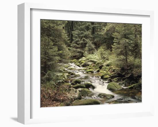 Forest, Brook, Summer-Thonig-Framed Photographic Print