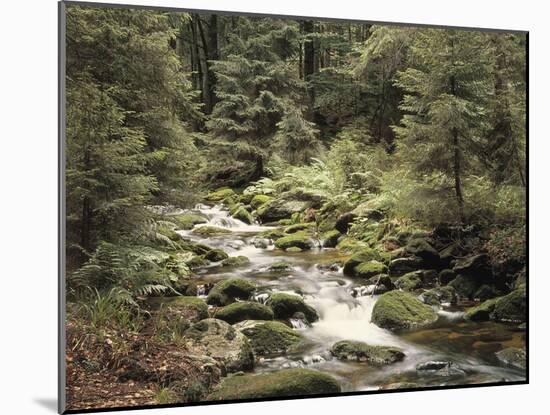 Forest, Brook, Summer-Thonig-Mounted Photographic Print