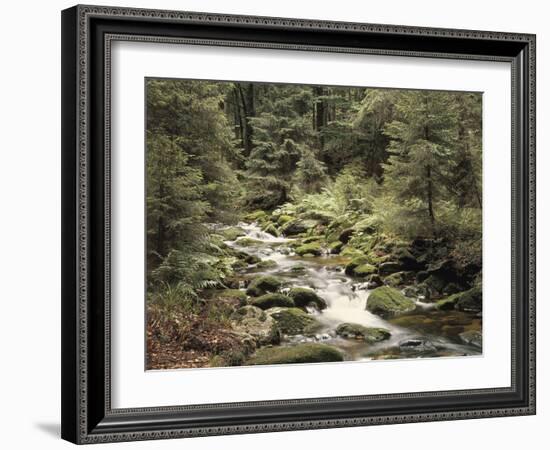 Forest, Brook, Summer-Thonig-Framed Photographic Print