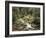 Forest, Brook, Summer-Thonig-Framed Photographic Print