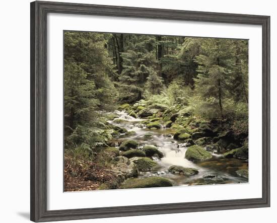 Forest, Brook, Summer-Thonig-Framed Photographic Print