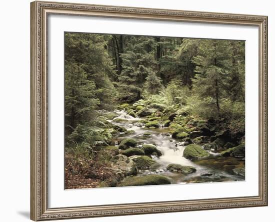 Forest, Brook, Summer-Thonig-Framed Photographic Print