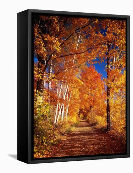 Forest, Brook, Summer-Thonig-Framed Premier Image Canvas