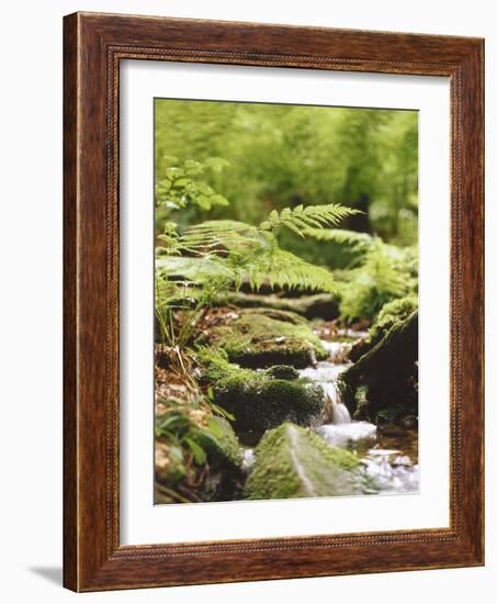 Forest, Brook, Vegetation, Moss, Fern-Thonig-Framed Photographic Print