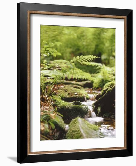Forest, Brook, Vegetation, Moss, Fern-Thonig-Framed Photographic Print