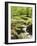 Forest, Brook, Vegetation, Moss, Fern-Thonig-Framed Photographic Print