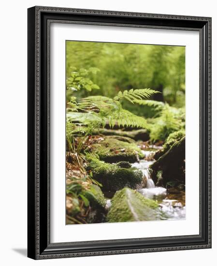 Forest, Brook, Vegetation, Moss, Fern-Thonig-Framed Photographic Print