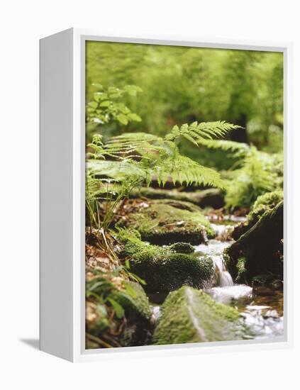 Forest, Brook, Vegetation, Moss, Fern-Thonig-Framed Premier Image Canvas