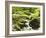 Forest, Brook, Vegetation, Moss, Ferns-Thonig-Framed Photographic Print