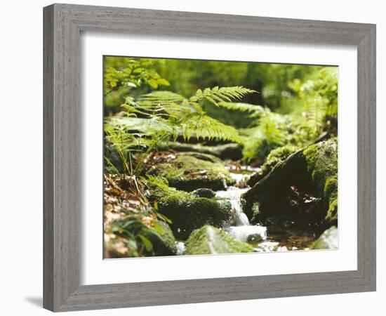 Forest, Brook, Vegetation, Moss, Ferns-Thonig-Framed Photographic Print