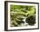 Forest, Brook, Vegetation, Moss, Ferns-Thonig-Framed Photographic Print