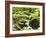 Forest, Brook, Vegetation, Moss, Ferns-Thonig-Framed Photographic Print