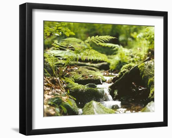 Forest, Brook, Vegetation, Moss, Ferns-Thonig-Framed Photographic Print