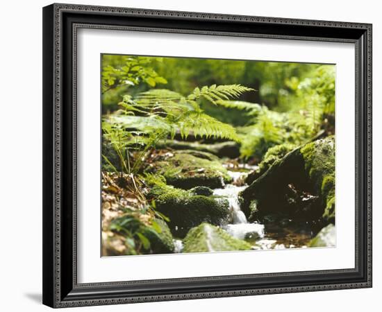 Forest, Brook, Vegetation, Moss, Ferns-Thonig-Framed Photographic Print