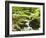 Forest, Brook, Vegetation, Moss, Ferns-Thonig-Framed Photographic Print