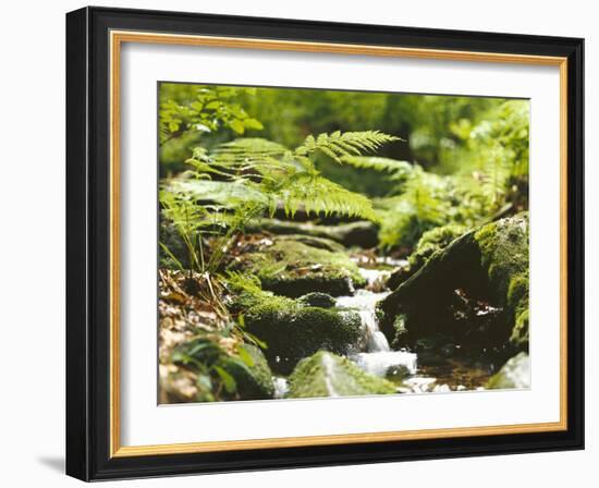 Forest, Brook, Vegetation, Moss, Ferns-Thonig-Framed Photographic Print