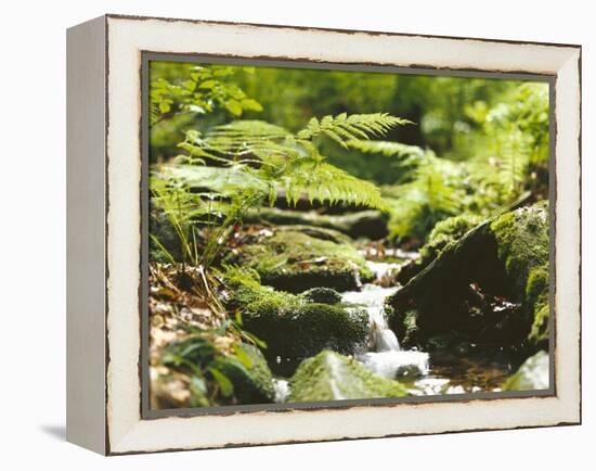 Forest, Brook, Vegetation, Moss, Ferns-Thonig-Framed Premier Image Canvas