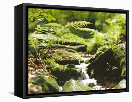 Forest, Brook, Vegetation, Moss, Ferns-Thonig-Framed Premier Image Canvas