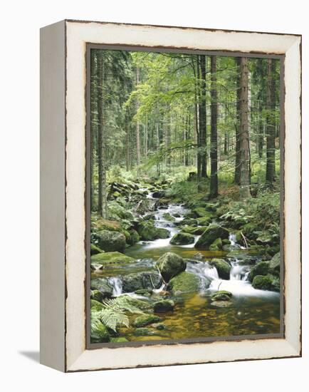 Forest, Brook-Thonig-Framed Premier Image Canvas