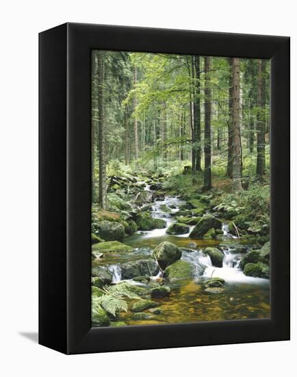 Forest, Brook-Thonig-Framed Premier Image Canvas