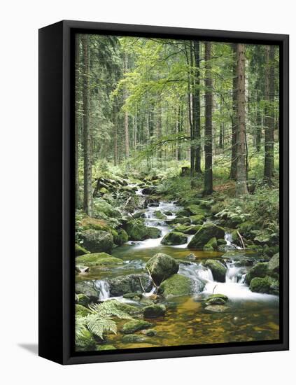 Forest, Brook-Thonig-Framed Premier Image Canvas