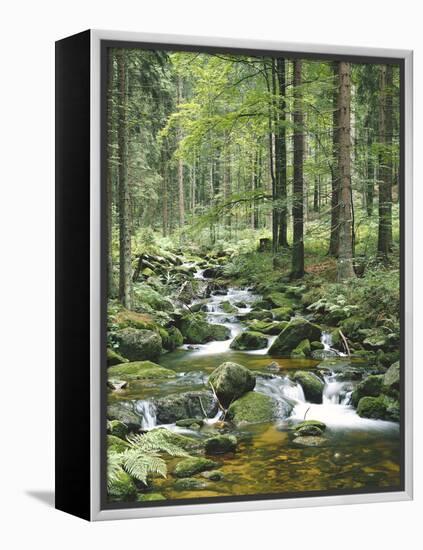 Forest, Brook-Thonig-Framed Premier Image Canvas